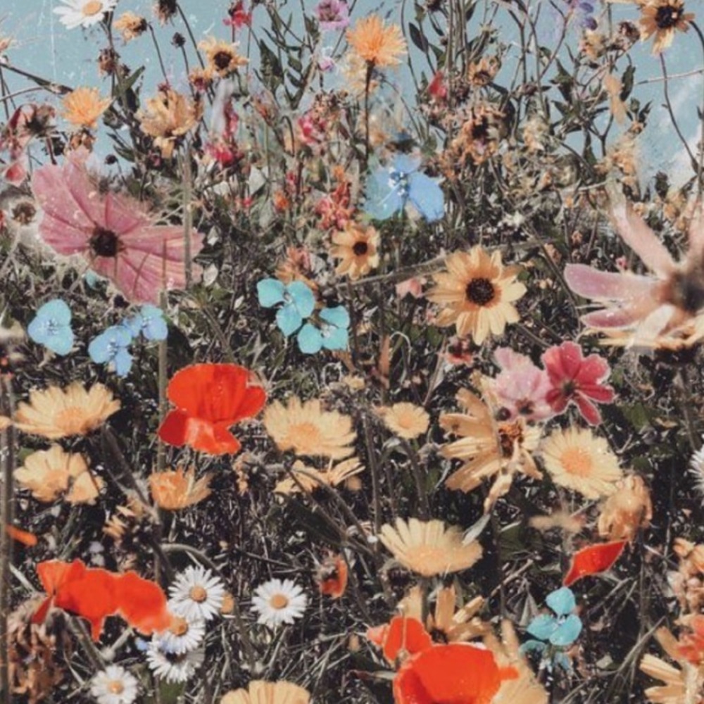 Meet your Posher, Priscilla